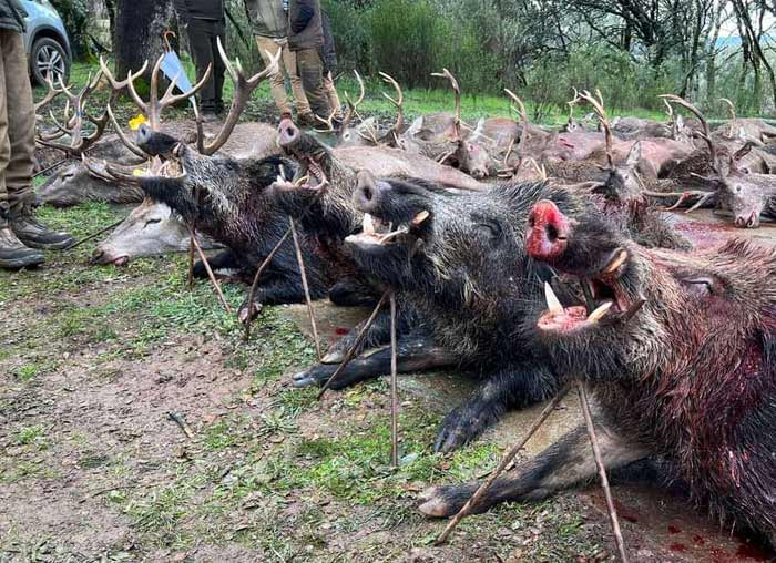 Chaqueta Caza Blaser