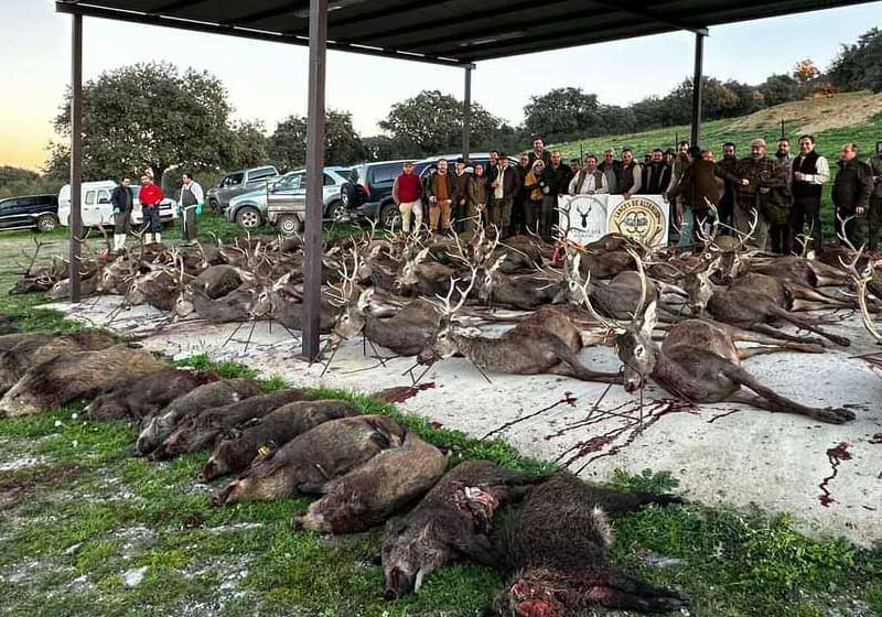 Chaqueta Caza Blaser