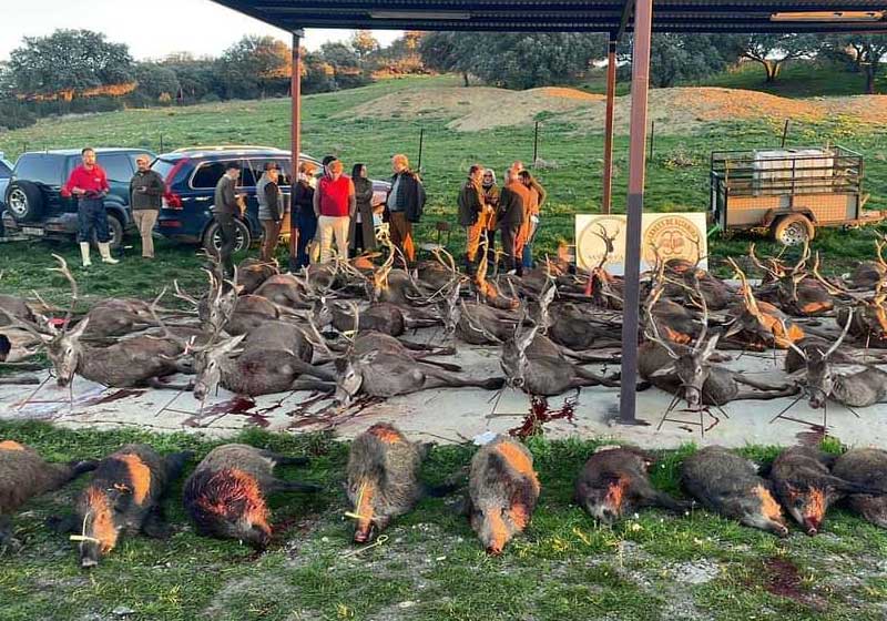 Chaqueta Caza Blaser