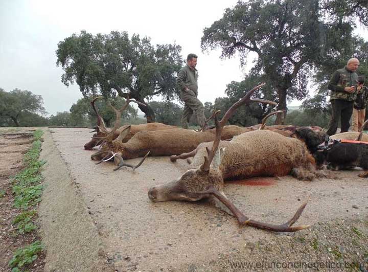 Chaqueta Caza Blaser