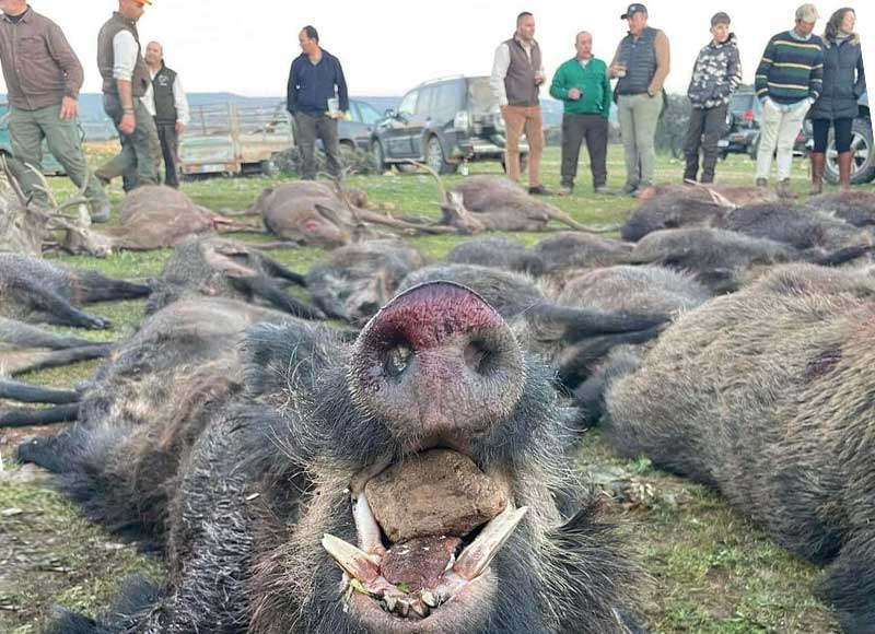 Chaqueta Caza Blaser