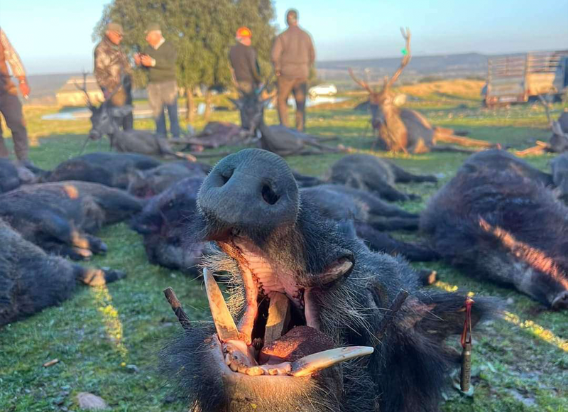 Chaqueta Caza Blaser