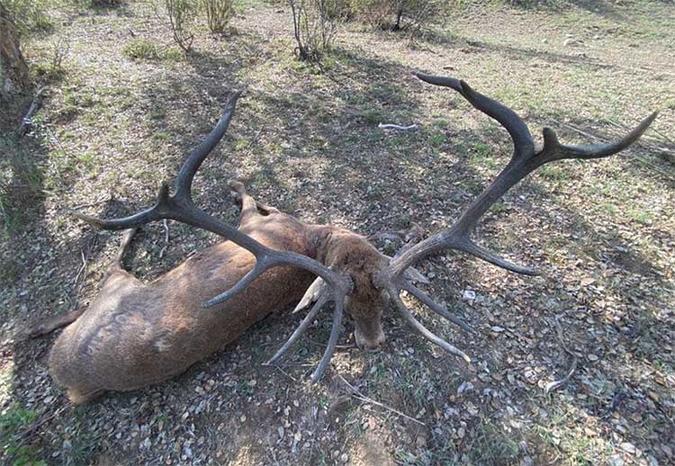 Chaqueta Caza Blaser