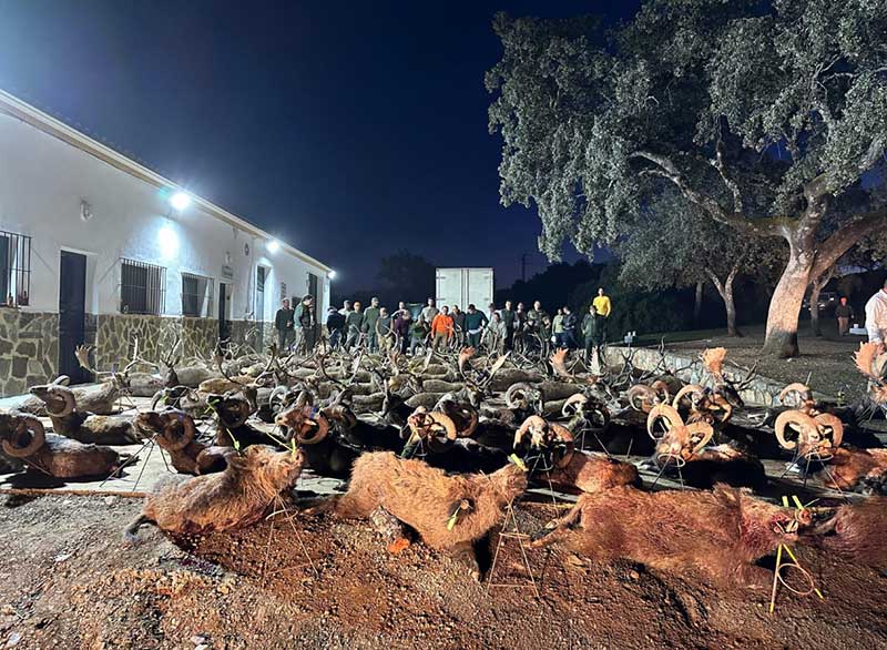 Chaqueta Caza Blaser