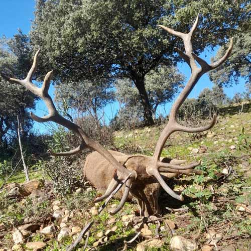 Chaqueta Caza Blaser