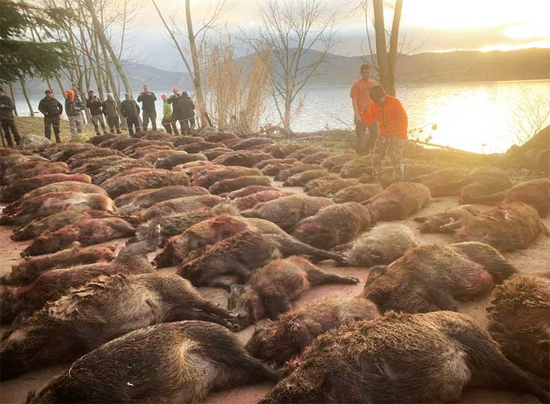 Resultado Montería Barasona 2022 Crops Hunting