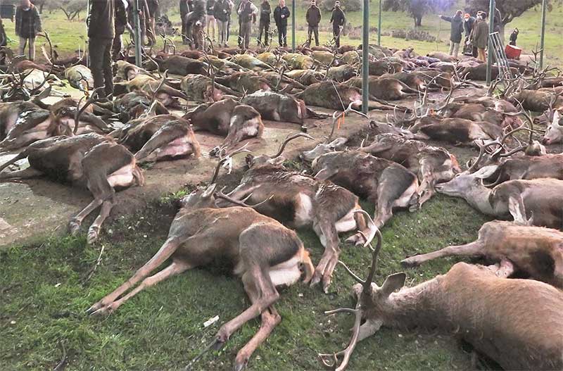 Resultado Montería Benavente Riberos 2020 Cinegética Alcántara