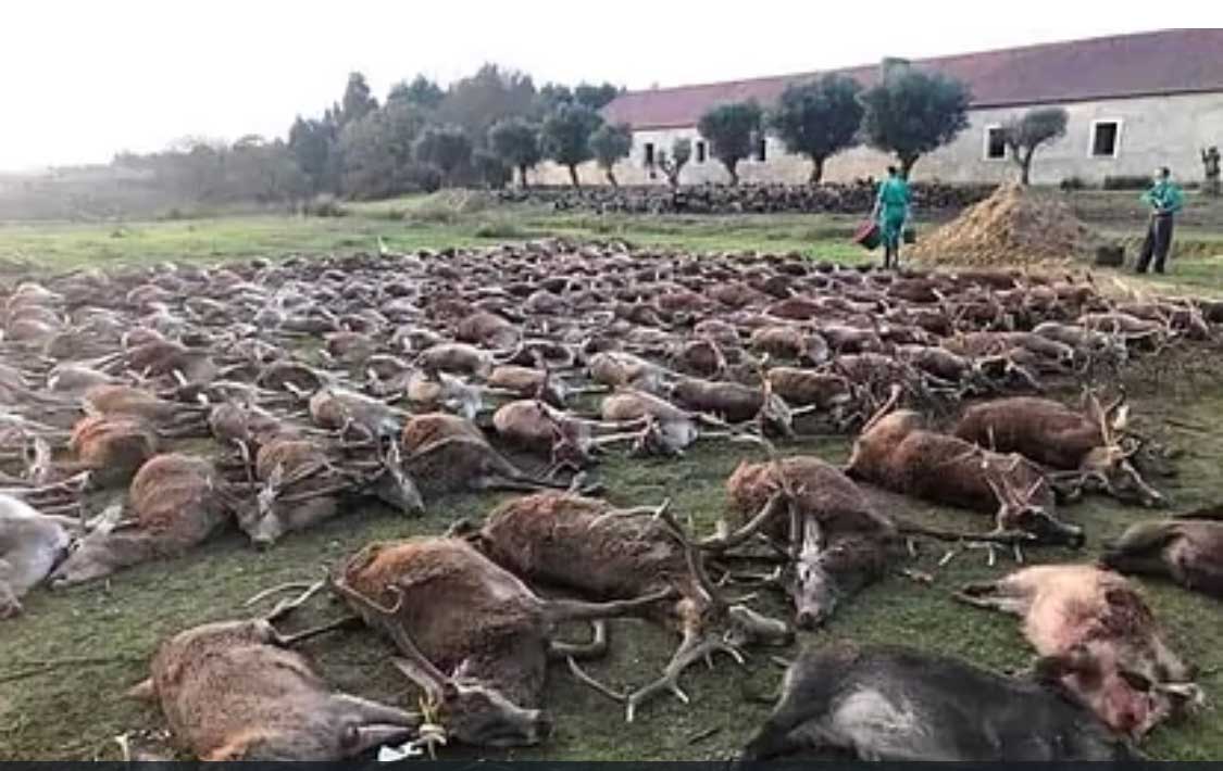 Conmoción por la muerte a tiros de una rehala en Casatejada Cáceres