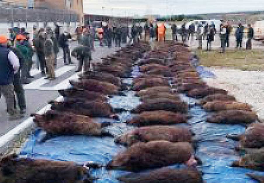 Resultado Montería Cedillo de la Torre 2021 Caza las Castillas