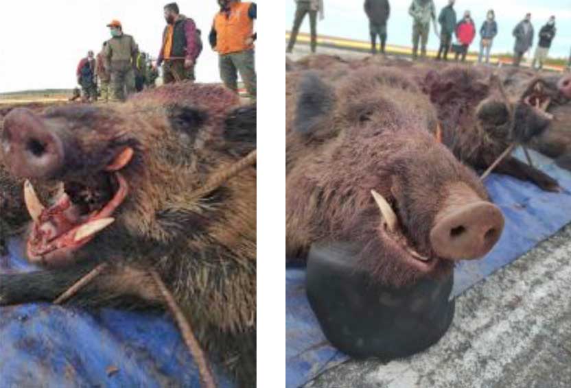 Cedillo de la Torre 2008