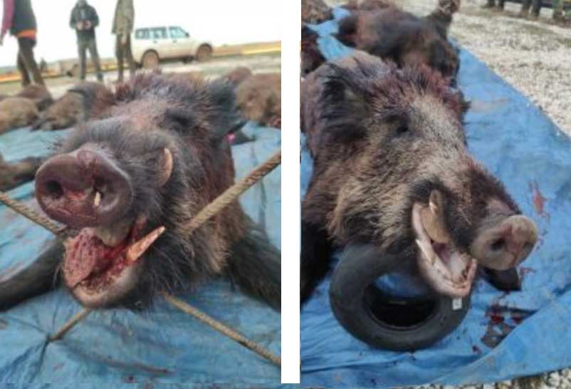 Cedillo de la Torre 2009