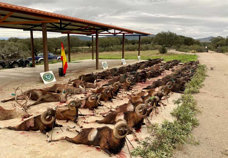 Resultado Montería El Cotano oct 2021 Cabezas S Caza