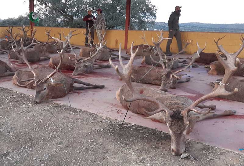 Resultado Montería El Halcón r 2022 Cinegética Cordobesa