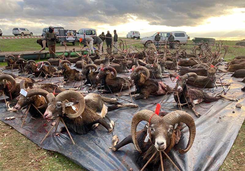 Resultado Montería El Ateril 2020 Encicaza