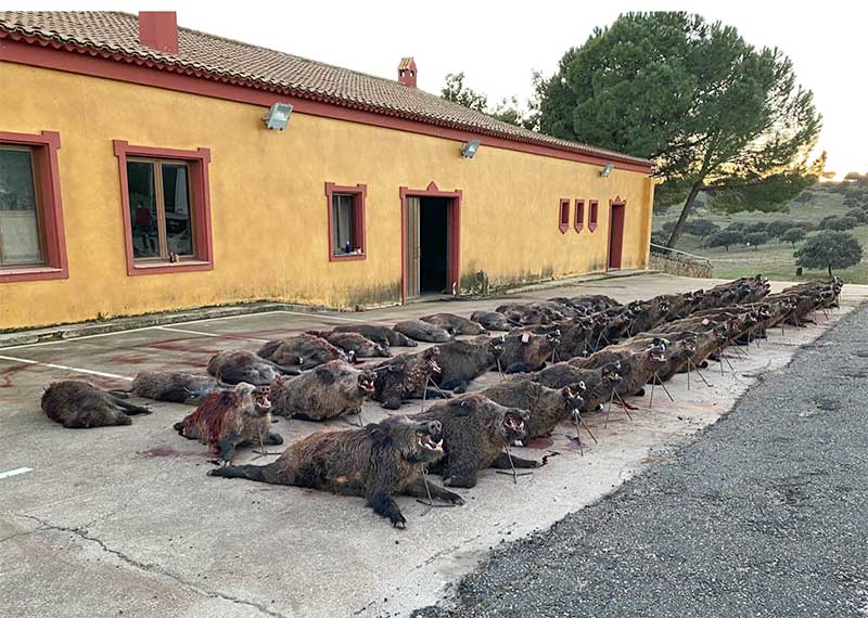 Resultado Montería El Pimpollar 2020 Cinegética Montresur