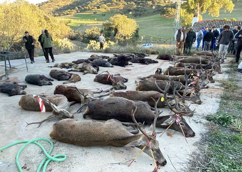 Resultado Montería La Charneca 2021 Monterías Paco Lucas