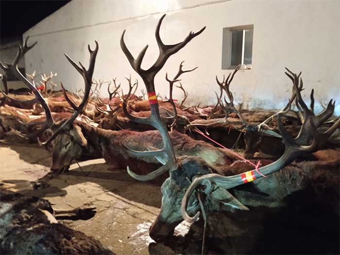 Resultado Montería La Raña 2022 Cinegética Cordobesa