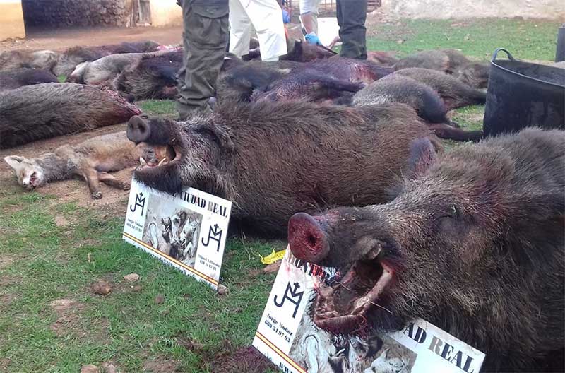 Resultado Montería Navalmoro 2021 Monteros de Ciudad Real