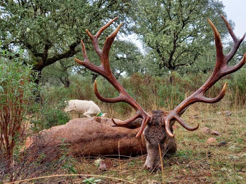 Resultado Montería Posteruelos 2020 Cinegética Montresur