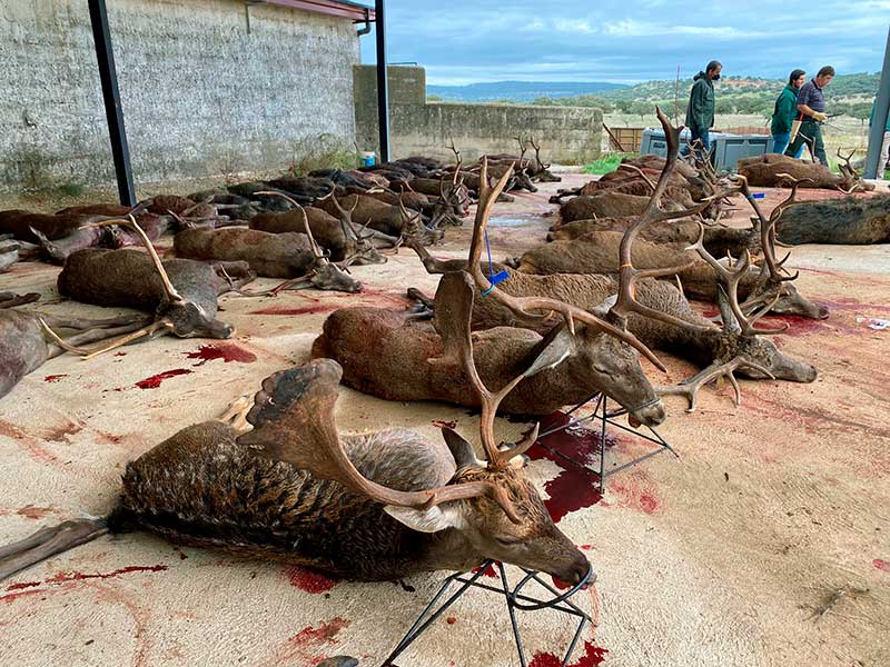 Resultado Montería Velada de Torres 2021 Puebla y Estellez