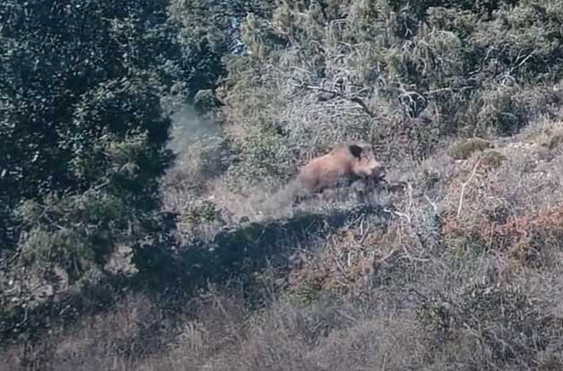 Monteria en finca Los Montecillos