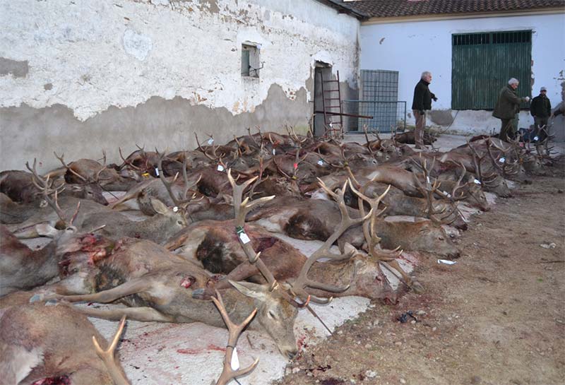 Chirivias201902