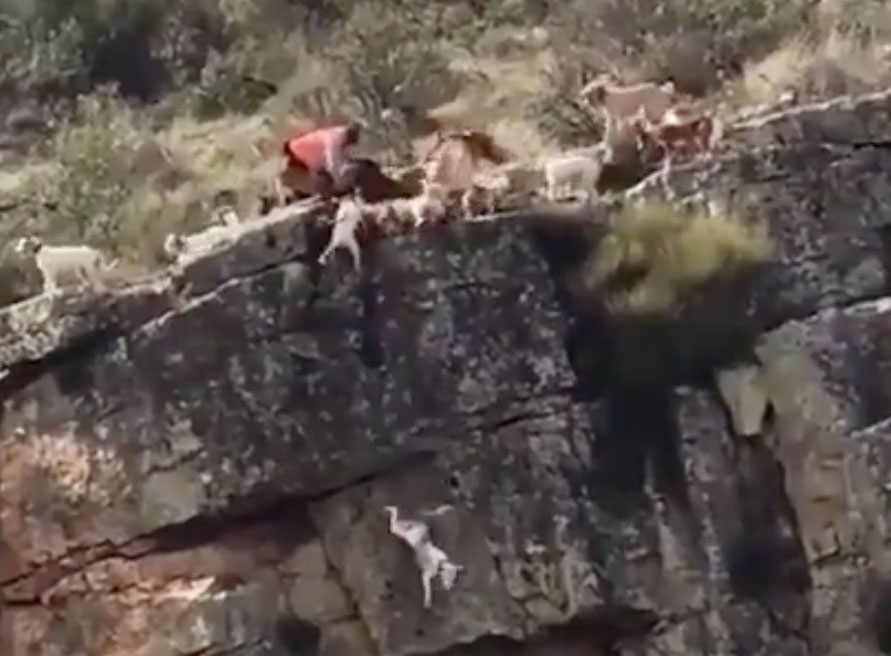 Doce perros y Un Venado caen al vacío