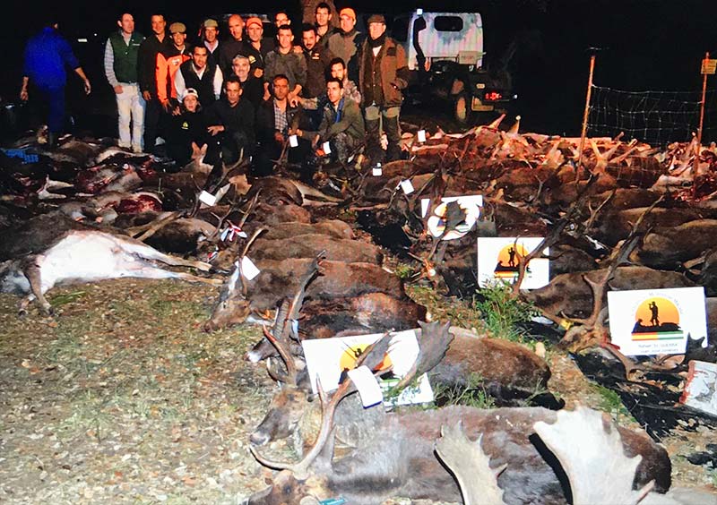 Resultado Montería Buenas Noches 2019 Cinegética M Málaga