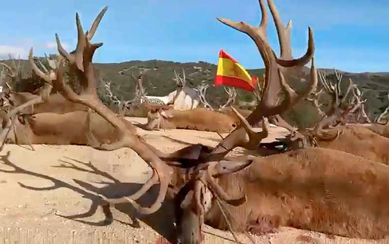 Chaqueta Caza Blaser