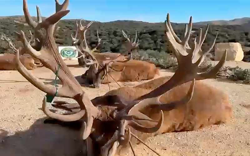Chaqueta Caza Blaser