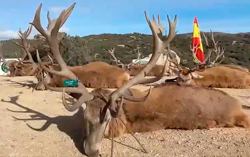 Chaqueta Caza Blaser