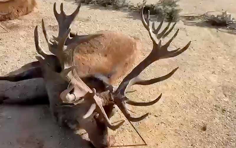 Chaqueta Caza Blaser