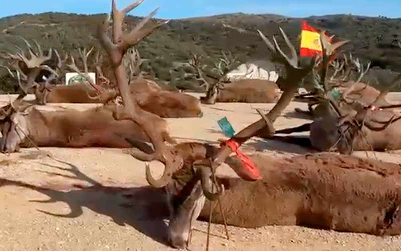 Chaqueta Caza Blaser