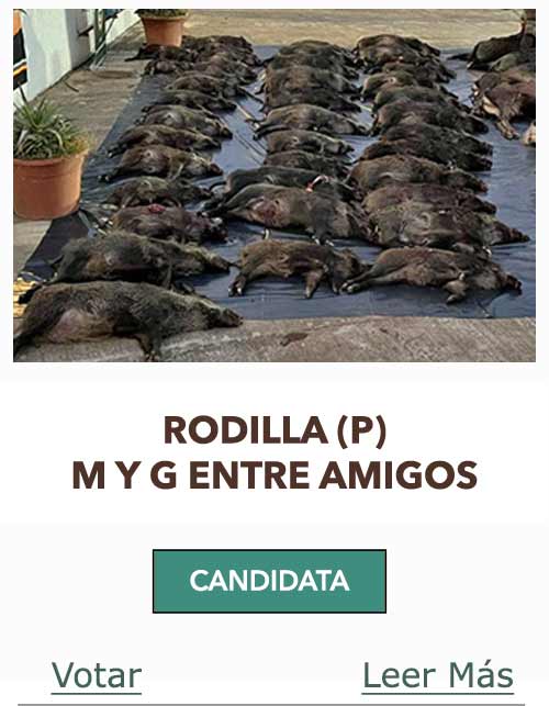 Candidatas