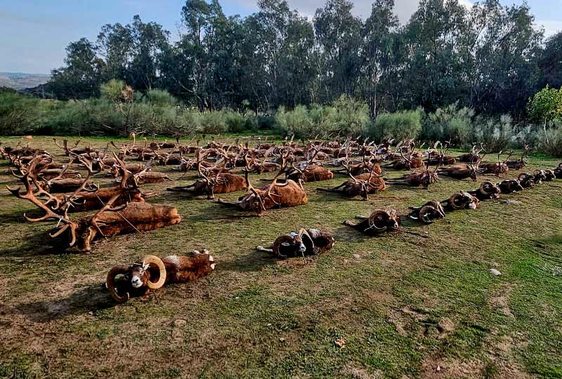 Chaqueta Caza Blaser