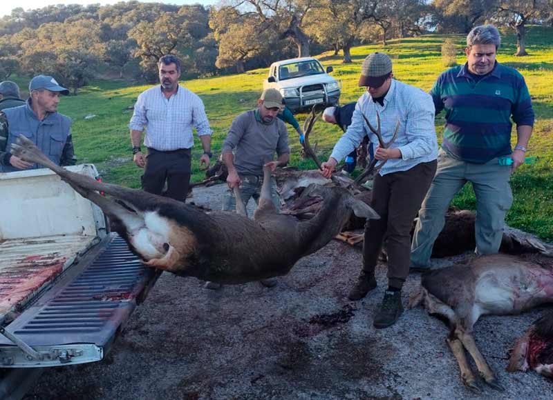 Chaqueta Caza Blaser
