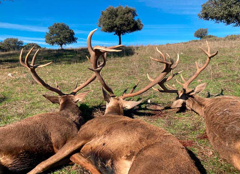 Chaqueta Caza Blaser