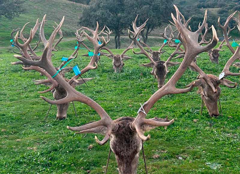 Chaqueta Caza Blaser