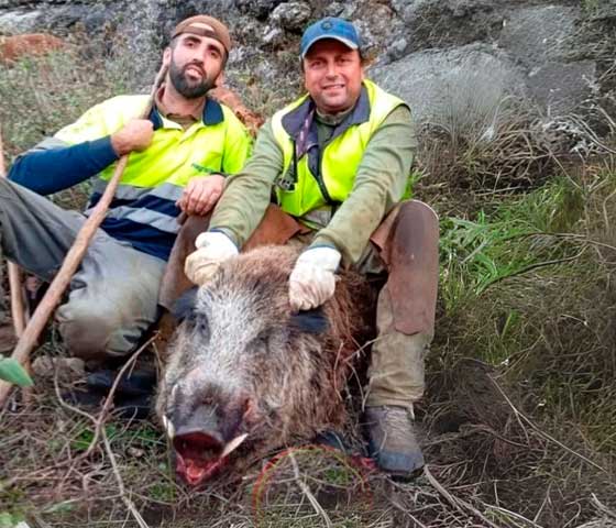 Chaqueta Caza Blaser