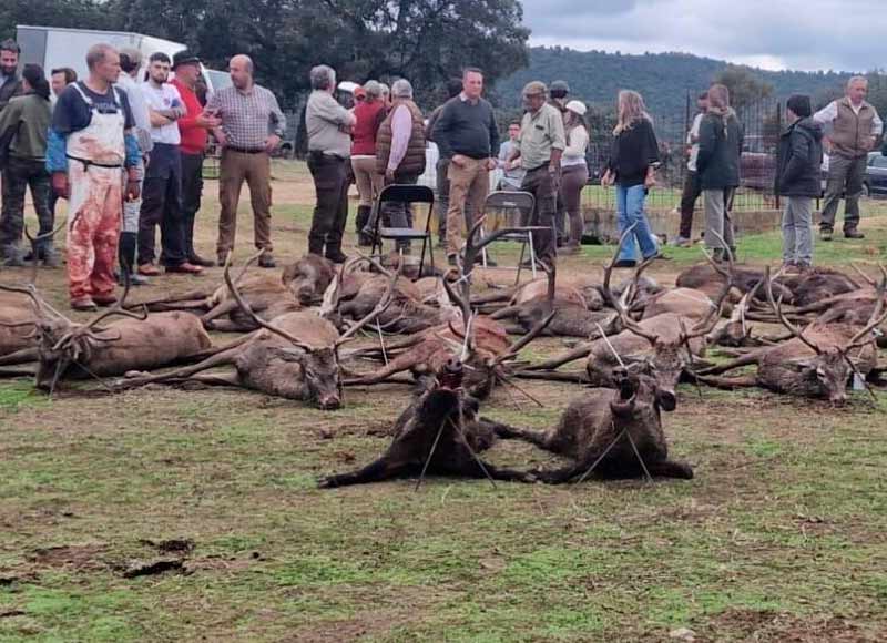 Chaqueta Caza Blaser