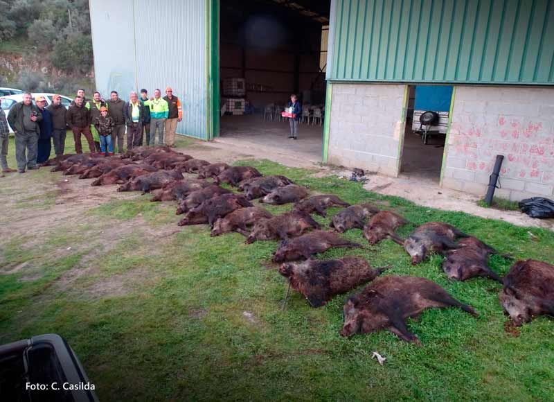 Chaqueta Caza Blaser