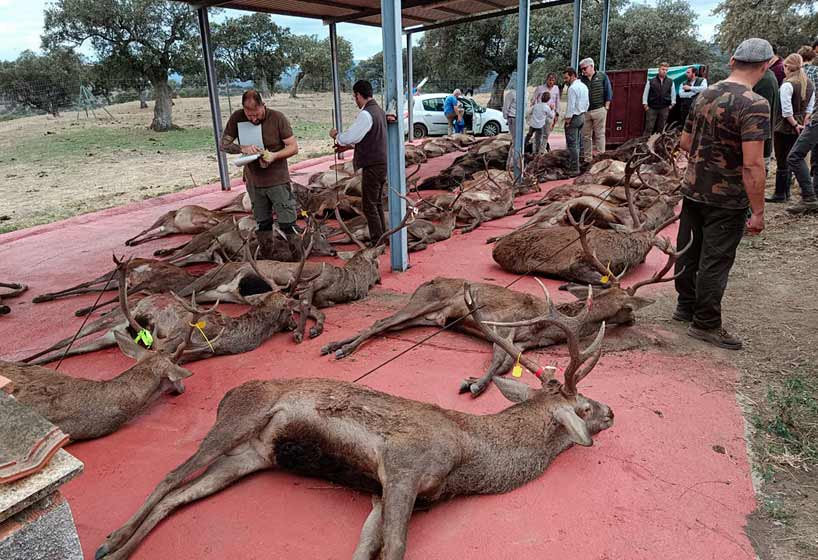 Chaqueta Caza Blaser