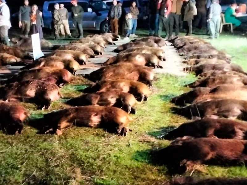 Chaqueta Caza Blaser