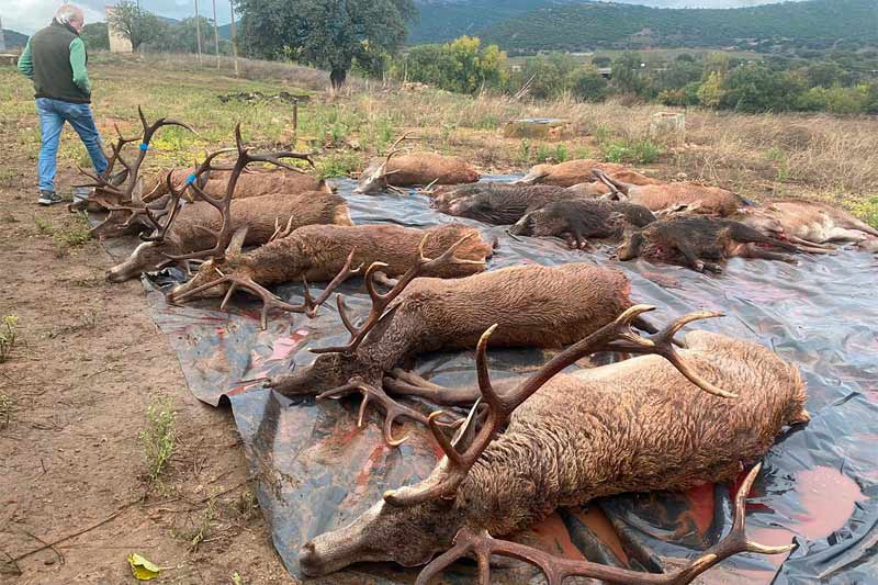 Chaqueta Caza Blaser