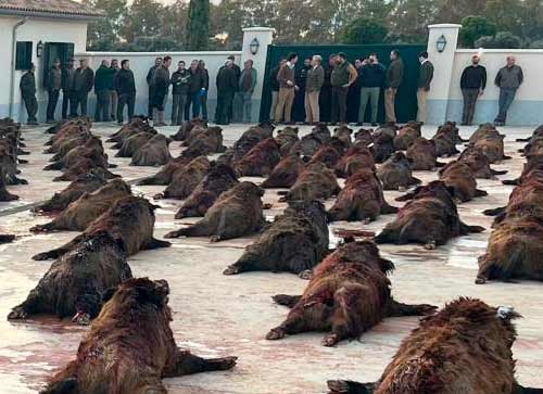 Chaqueta Caza Blaser