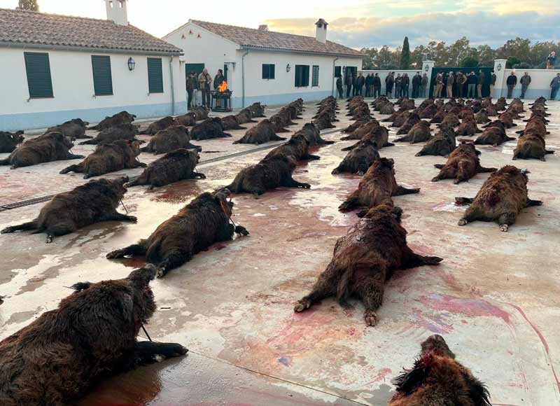 Chaqueta Caza Blaser