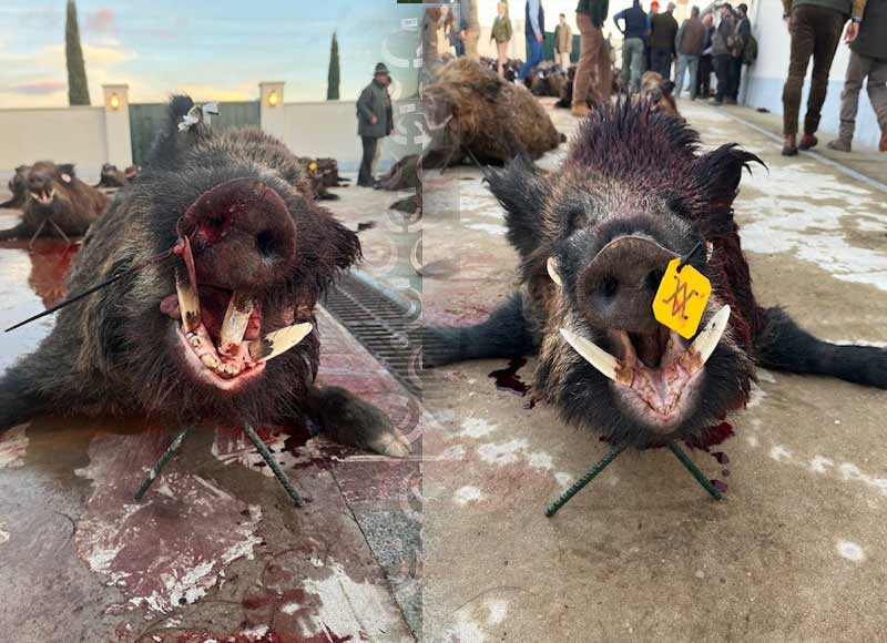 Chaqueta Caza Blaser