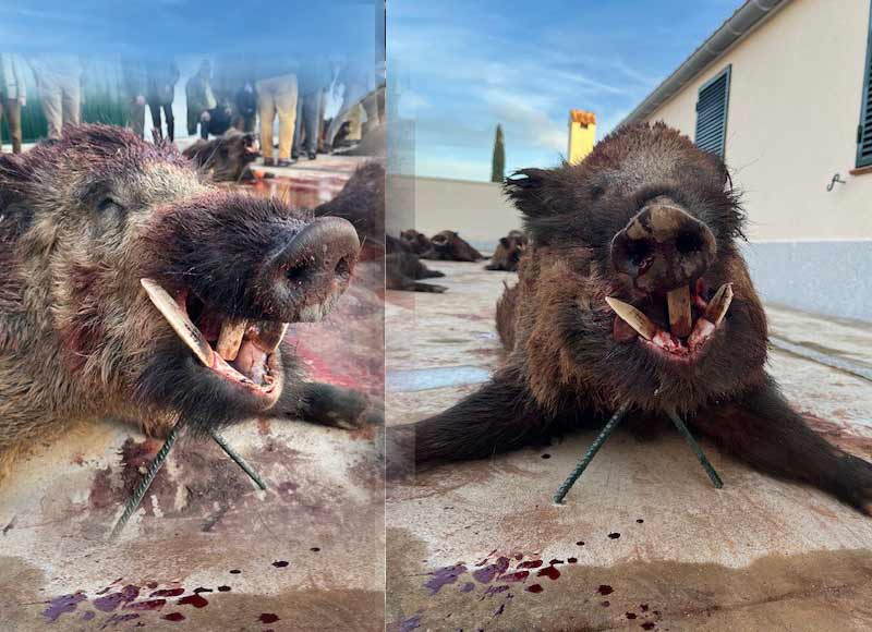 Chaqueta Caza Blaser