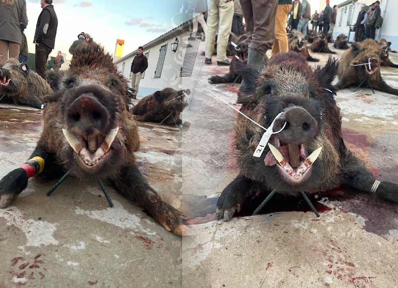 Chaqueta Caza Blaser