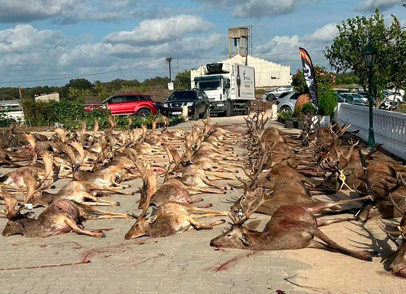Chaqueta Caza Blaser